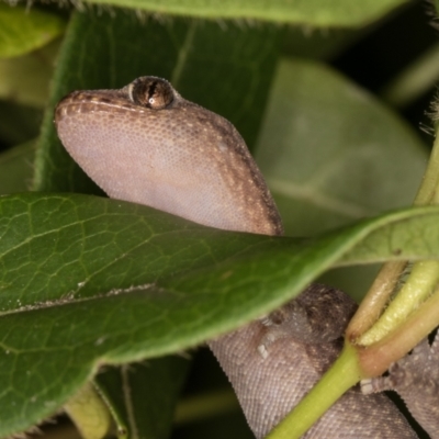 Christinus marmoratus (Southern Marbled Gecko) at Melba, ACT - 8 Jan 2022 by kasiaaus