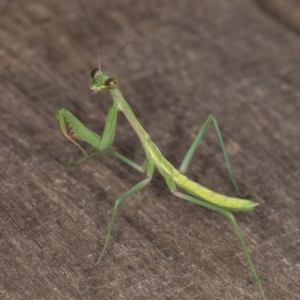 Pseudomantis albofimbriata at Melba, ACT - 8 Jan 2022 11:05 PM