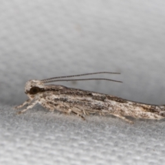 Ardozyga undescribed species nr amblopis (A Gelechioid moth) at Melba, ACT - 8 Jan 2022 by kasiaaus