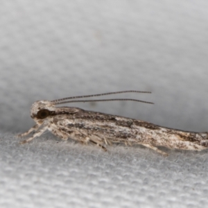 Ardozyga undescribed species nr amblopis at Melba, ACT - 9 Jan 2022 12:39 AM