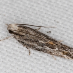 Ardozyga undescribed species nr amblopis at Melba, ACT - 9 Jan 2022