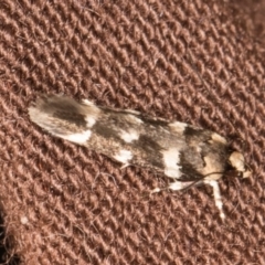 Macrobathra ceraunobola (a cosmet moth) at Melba, ACT - 8 Jan 2022 by kasiaaus