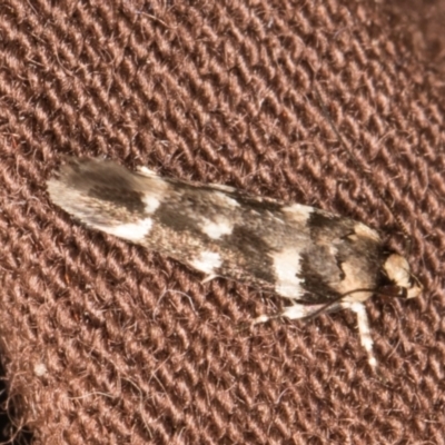 Macrobathra ceraunobola (a cosmet moth) at Melba, ACT - 8 Jan 2022 by kasiaaus