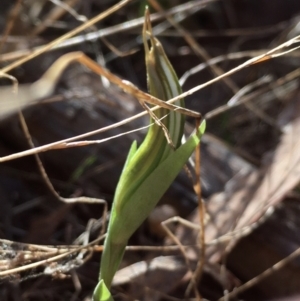 Diplodium truncatum at Hall, ACT - suppressed