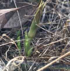 Diplodium truncatum at Hall, ACT - suppressed