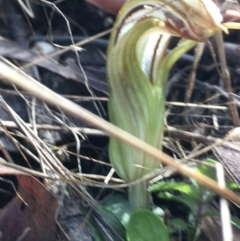 Diplodium truncatum at Hall, ACT - suppressed