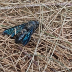 Austroscolia soror (Blue Flower Wasp) at Greenway, ACT - 9 Mar 2022 by SandraH