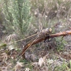 Anax papuensis (Australian Emperor) at Mount Majura - 9 Mar 2022 by waltraud