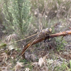 Anax papuensis at Mount Majura - suppressed