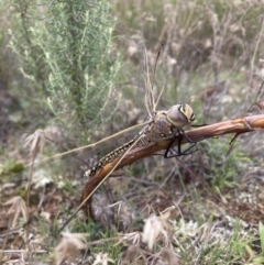 Unidentified Dragonfly & Damselfly (Odonata) at Watson, ACT - 9 Mar 2022 by waltraud
