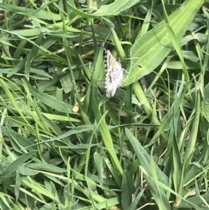 Lucia limbaria at Molonglo Valley, ACT - 10 Mar 2022