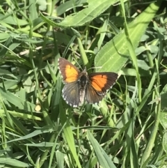 Lucia limbaria at Molonglo Valley, ACT - 10 Mar 2022 01:20 PM