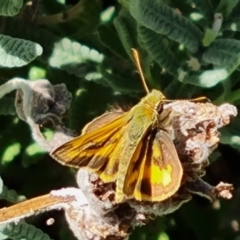 Ocybadistes walkeri (Green Grass-dart) at Isaacs, ACT - 10 Mar 2022 by Mike