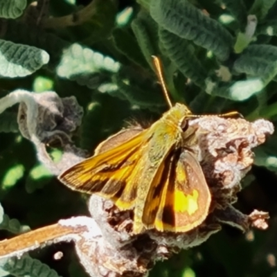 Ocybadistes walkeri (Green Grass-dart) at Isaacs, ACT - 10 Mar 2022 by Mike