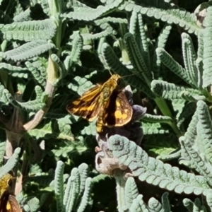 Ocybadistes walkeri at Isaacs, ACT - 10 Mar 2022 03:23 PM