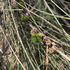 Casuarina cunninghamiana subsp. cunninghamiana (River She-Oak, River Oak) at Giralang, ACT - 10 Mar 2022 by Denise