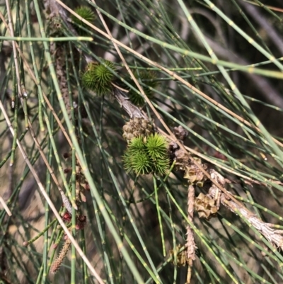 Casuarina cunninghamiana subsp. cunninghamiana (River She-Oak, River Oak) at Giralang Wetlands - 9 Mar 2022 by Denise