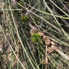 Casuarina cunninghamiana subsp. cunninghamiana (River She-Oak, River Oak) at Giralang, ACT - 9 Mar 2022 by Denise