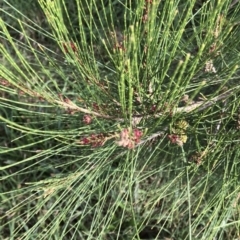 Casuarina cunninghamiana subsp. cunninghamiana (River She-Oak, River Oak) at Giralang, ACT - 9 Mar 2022 by Denise