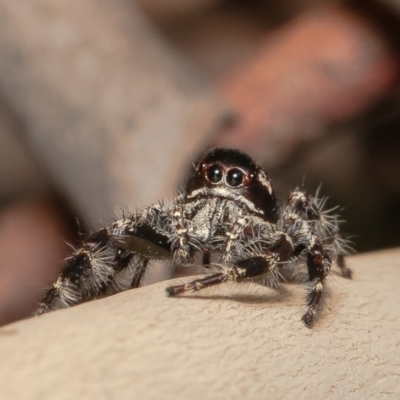 Sandalodes superbus (Ludicra Jumping Spider) at Red Hill Nature Reserve - 10 Mar 2022 by Roger