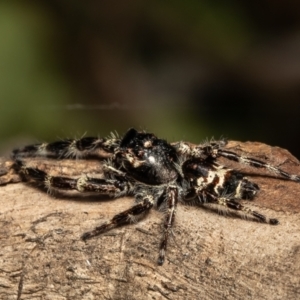 Sandalodes superbus at Red Hill, ACT - 10 Mar 2022