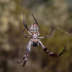 Trichonephila edulis (Golden orb weaver) at Red Hill Nature Reserve - 10 Mar 2022 by Roger