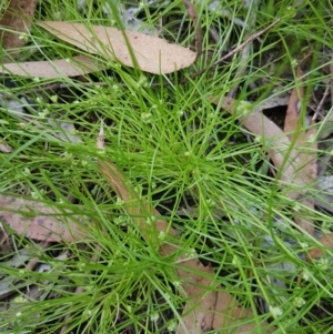 Isolepis sp. at Mongarlowe, NSW - 16 Jan 2022