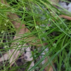 Isolepis sp. at Mongarlowe, NSW - 16 Jan 2022