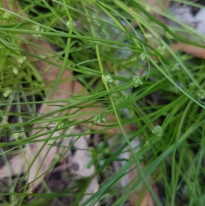 Isolepis sp. at Mongarlowe, NSW - 16 Jan 2022 02:53 PM