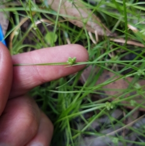 Isolepis sp. at Mongarlowe, NSW - 16 Jan 2022