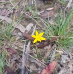 Hypoxis hygrometrica var. hygrometrica at Mongarlowe, NSW - 16 Jan 2022 03:04 PM