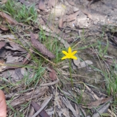 Hypoxis hygrometrica var. hygrometrica at Mongarlowe, NSW - 16 Jan 2022 03:04 PM