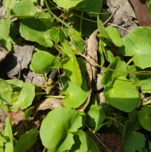 Centella asiatica at Mongarlowe, NSW - 16 Jan 2022