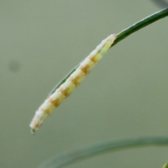 Lepidoptera unclassified IMMATURE moth at Hughes Grassy Woodland - 10 Mar 2022 by LisaH