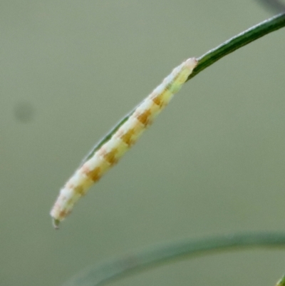 Lepidoptera unclassified IMMATURE moth at Hughes, ACT - 10 Mar 2022 by LisaH