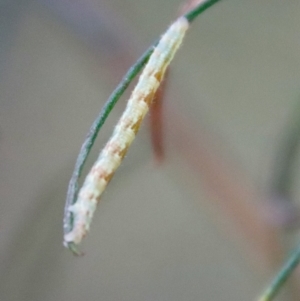 Lepidoptera unclassified IMMATURE moth at Hughes, ACT - 10 Mar 2022