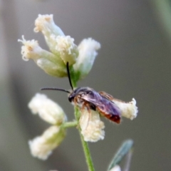 Lasioglossum (Homalictus) punctatus (A halictid bee) at Red Hill to Yarralumla Creek - 10 Mar 2022 by LisaH