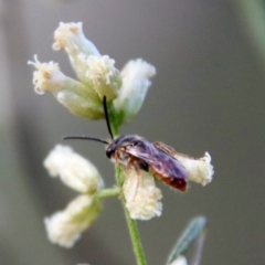 Lasioglossum (Homalictus) punctatus (A halictid bee) at Hughes Grassy Woodland - 10 Mar 2022 by LisaH