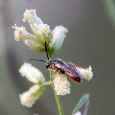 Lasioglossum (Homalictus) punctatus (A halictid bee) at Hughes Grassy Woodland - 10 Mar 2022 by LisaH