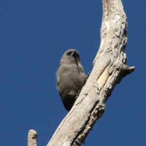 Artamus cyanopterus cyanopterus at Curtin, ACT - 10 Mar 2022