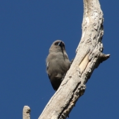 Artamus cyanopterus (Dusky Woodswallow) at Curtin, ACT - 10 Mar 2022 by LisaH
