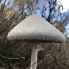 Macrolepiota dolichaula (Macrolepiota dolichaula) at Pialligo, ACT - 10 Mar 2022 by Pirom