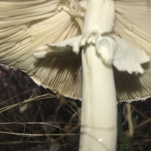 Macrolepiota dolichaula at Pialligo, ACT - 10 Mar 2022 04:56 PM