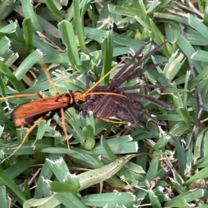 Pompilidae (family) at Kings Park, NSW - 10 Mar 2022 06:03 PM