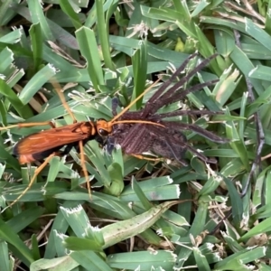 Cryptocheilus sp. (genus) at Kings Park, NSW - 10 Mar 2022