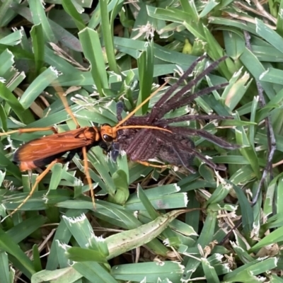 Cryptocheilus sp. (genus) (Spider wasp) at Kings Park, NSW - 10 Mar 2022 by APGilk