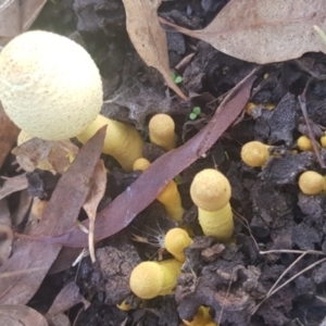 Lepiota s.l. at Watson, ACT - 4 Mar 2022