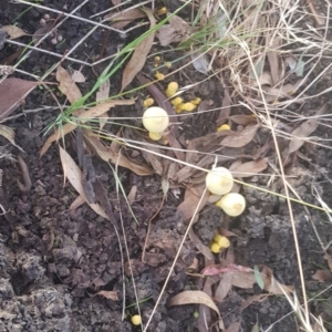 Lepiota s.l. at Watson, ACT - 4 Mar 2022