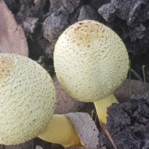 Lepiota s.l. at Watson, ACT - 4 Mar 2022