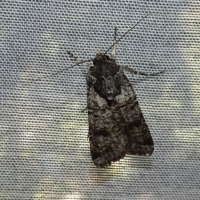 Agrotis porphyricollis (Variable Cutworm) at McKellar, ACT - 10 Mar 2022 by Birdy